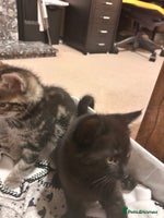 Mixed Breed cats Purr- fectly Adorable Kittens for loving homes - Advert 2