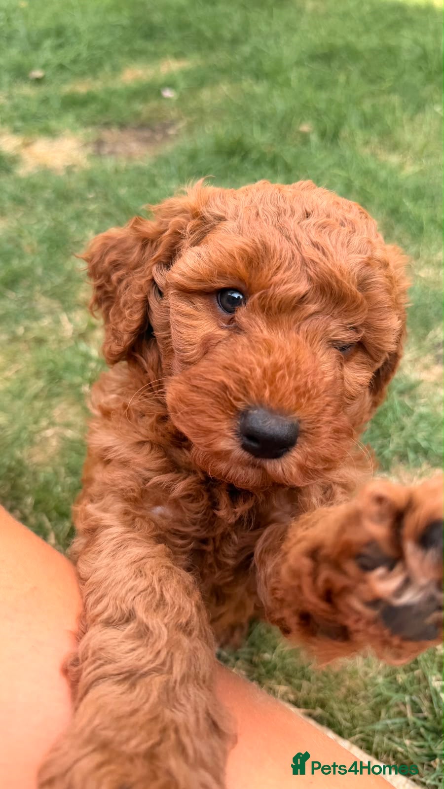 Cockapoo dogs Cockapoo puppies  - Advert 2