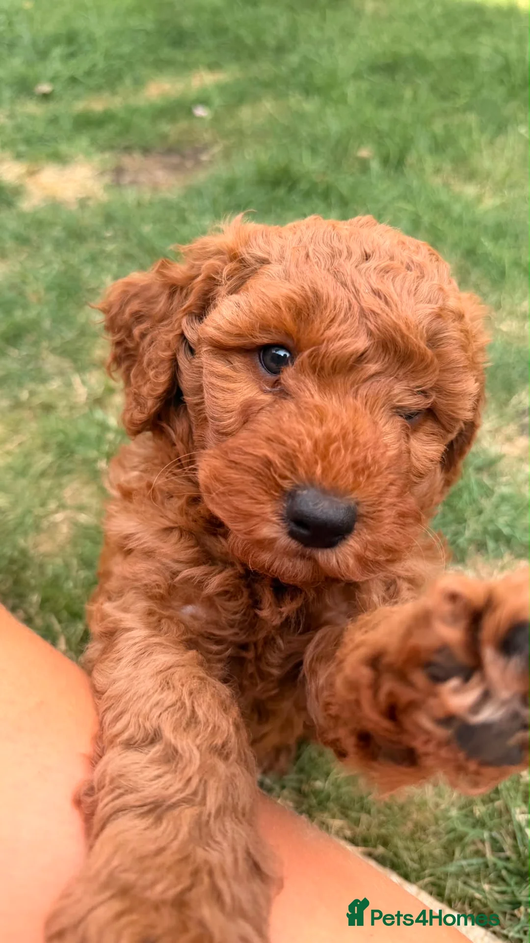 Cockapoo dogs for sale: 1 beautiful boy left  - Advert 2
