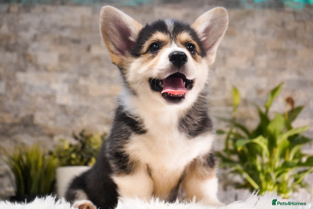 Welsh Corgi Pembroke dogs for sale: Welsh Corgi (Pembroke) - Advert 14