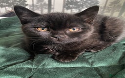 British Shorthair cats for sale: Stunning Pedigree British Shorthair Kittens in Portsmouth - Image 17