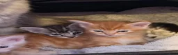 Maine Coon cats for sale: 3 x beautiful Mainecoon kittens in Colchester - Advert 20