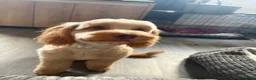 Cockapoo dogs for sale: Beautiful cockapoo for sale in Tidworth - Advert 2