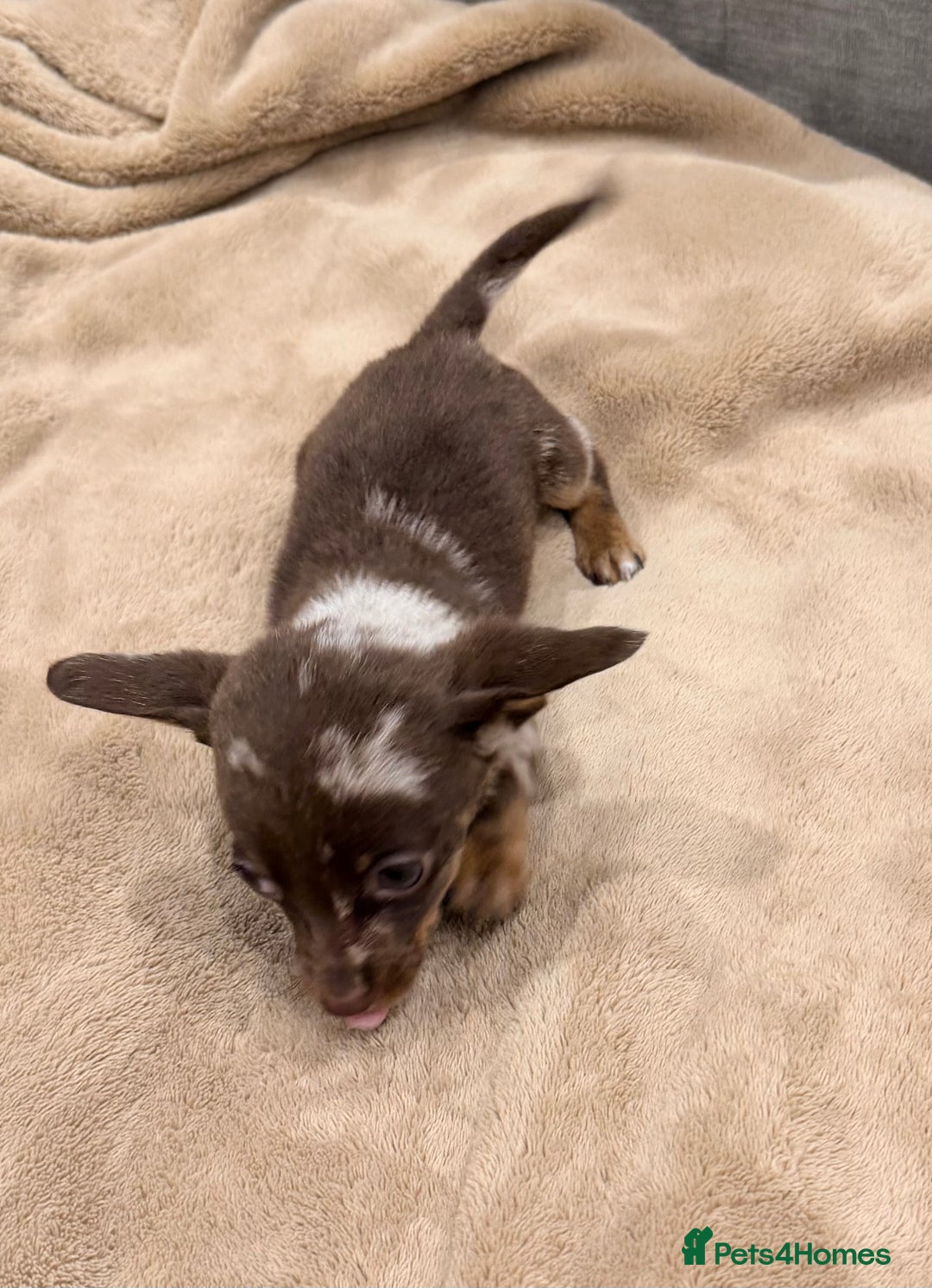Mixed Breed dogs for sale: Mini Dachshund–Pomchi Pups - Advert 6