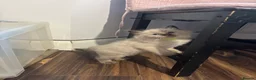 Ragdoll cats for sale: Pure Ragdoll kittens - Advert 19
