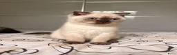 Scottish Fold cats for sale: Adorable Scottish Fold🐾 - Advert 2