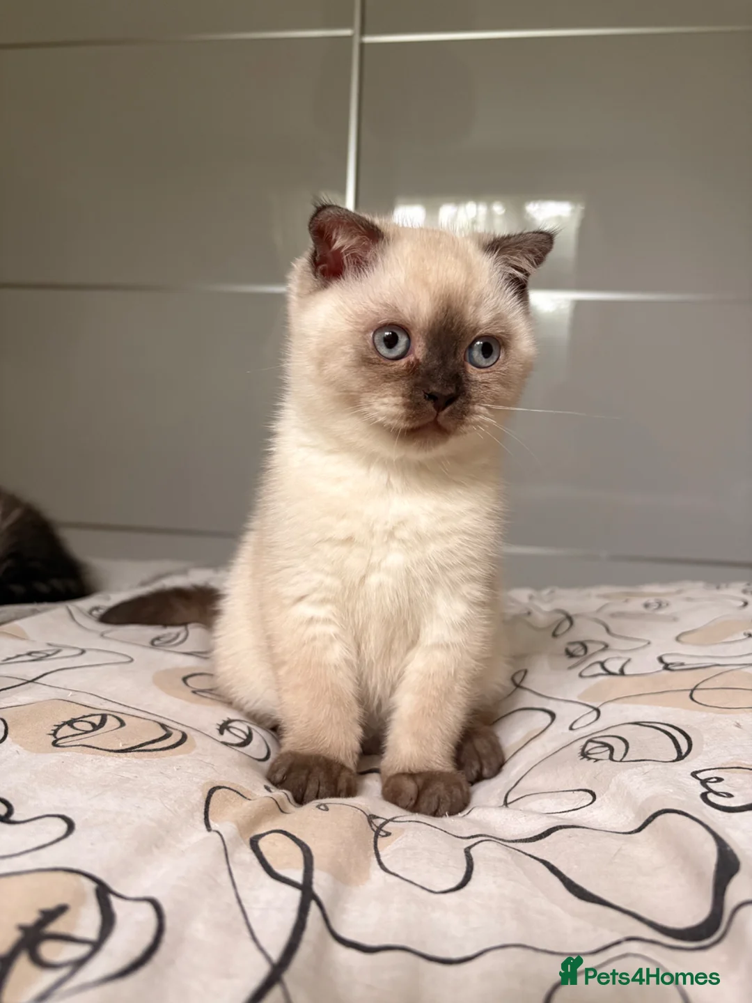 Scottish Fold cats for sale: Adorable Scottish Fold🐾 - Advert 2