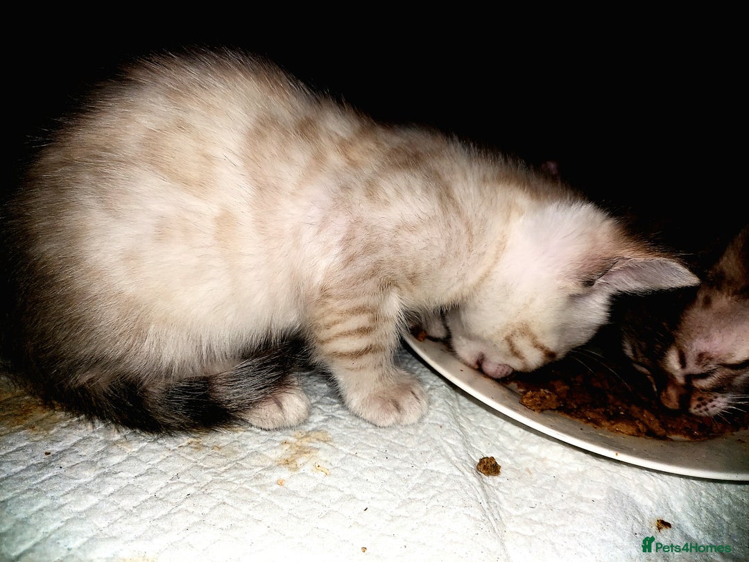 Bengal cats for sale: Snow Lynx Bengal Kittens - Advert 2