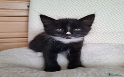 Mixed Breed cats for sale:  Black & White Kittens Looking for a Loving Home - Image 4