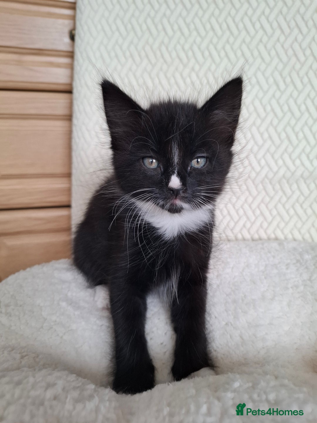 Mixed Breed cats for sale:  Black & White Kittens Looking for a Loving Home - Image 4