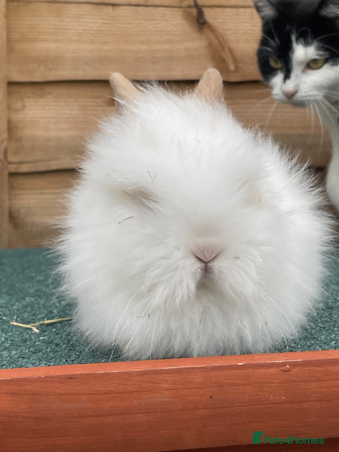 Lionhead rabbits for sale: 2 male left. 6 females  - Image 29