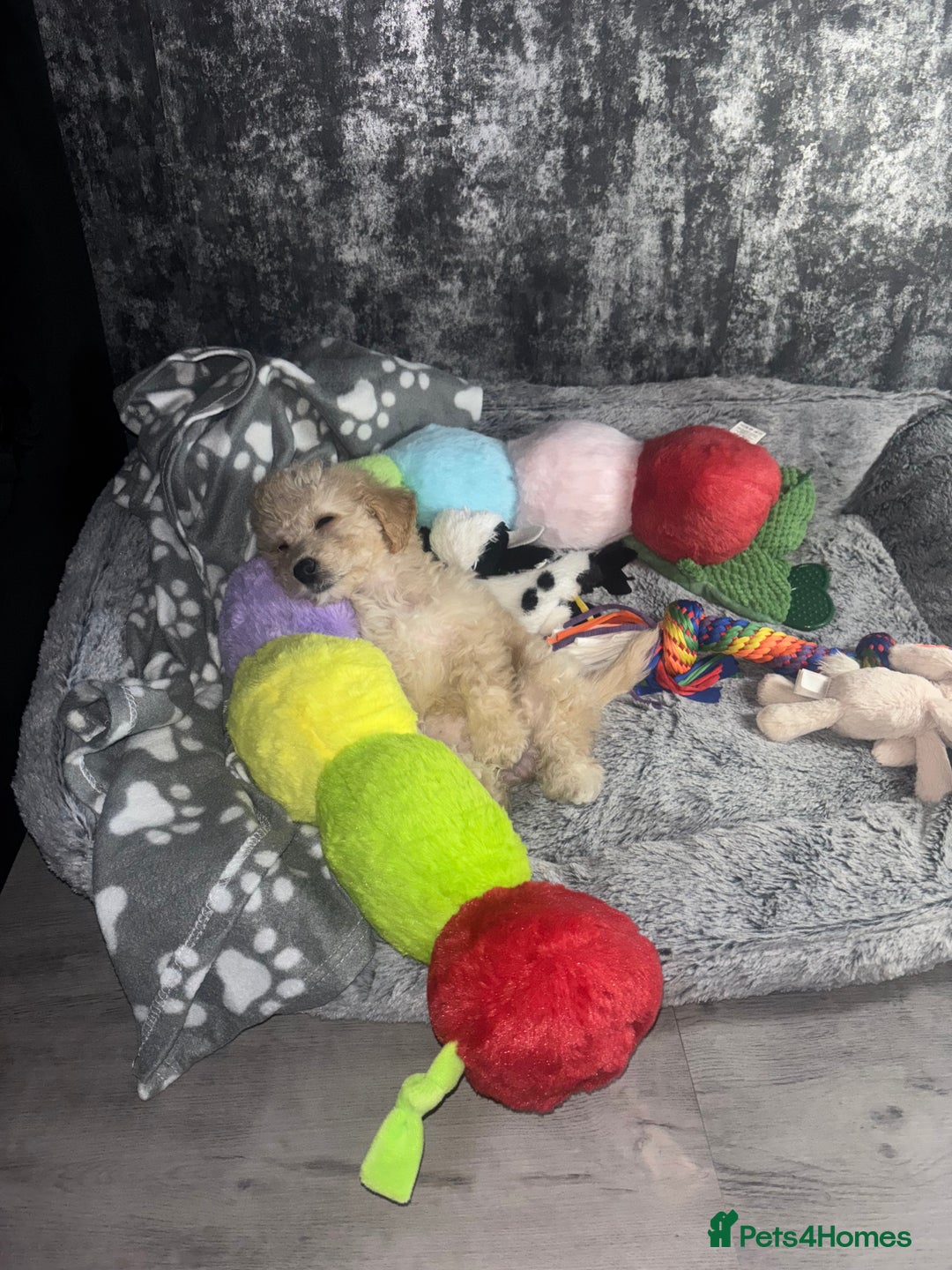 Poochon dogs for sale: Poochon  - Advert 4