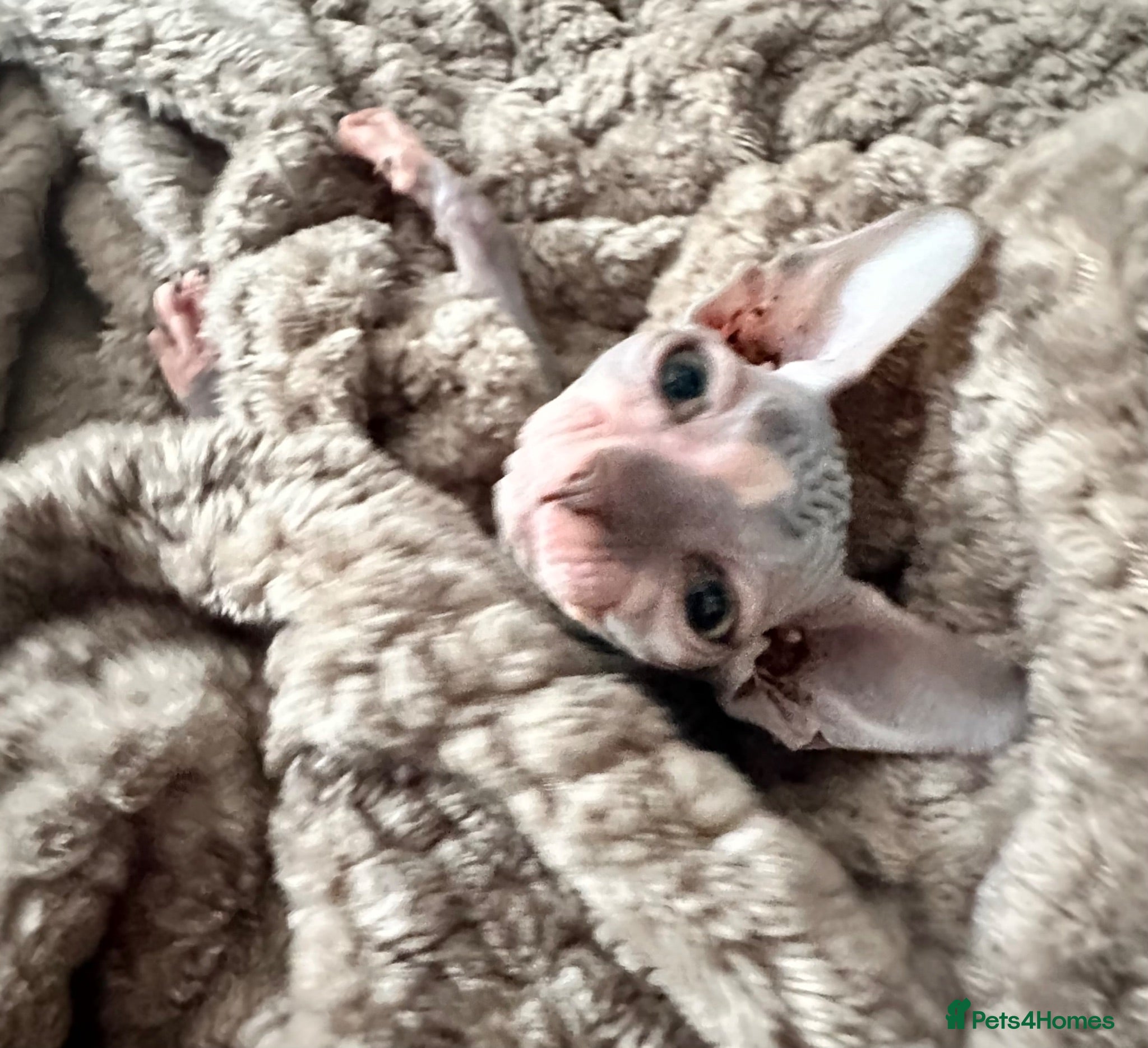 Sphynx cats Heavily reduced! Last 2 boys available  - Advert 8
