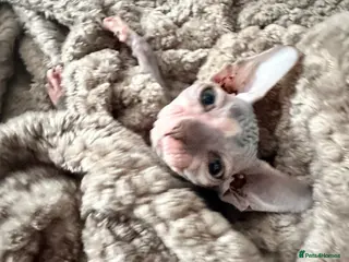 Sphynx cats Heavily reduced! Last 2 boys available - Advert 8