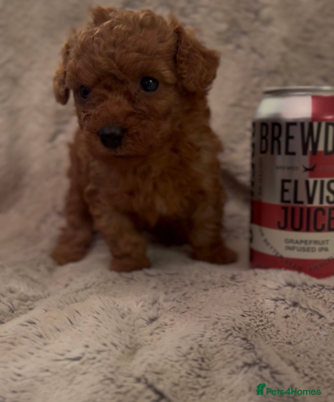 Toy Poodle dogs for sale: KC Registered Red True to Type Toy Poodle Boys  - Advert 4