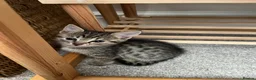 Mixed Breed cats for sale: Savannah x Maine Coon kittens - Advert 9