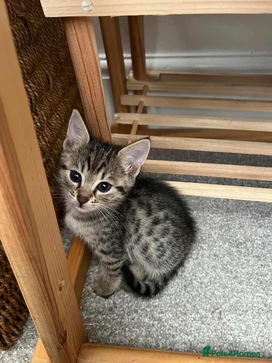 Mixed Breed cats for sale: Savannah x Maine Coon kittens - Advert 9