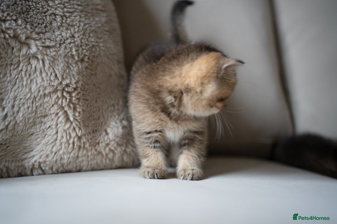 British Shorthair cats for sale: 1 girl available  - Advert 22