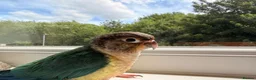 Conures birds for sale: Ready Now: Hand-Reared Baby Conures - Advert 4