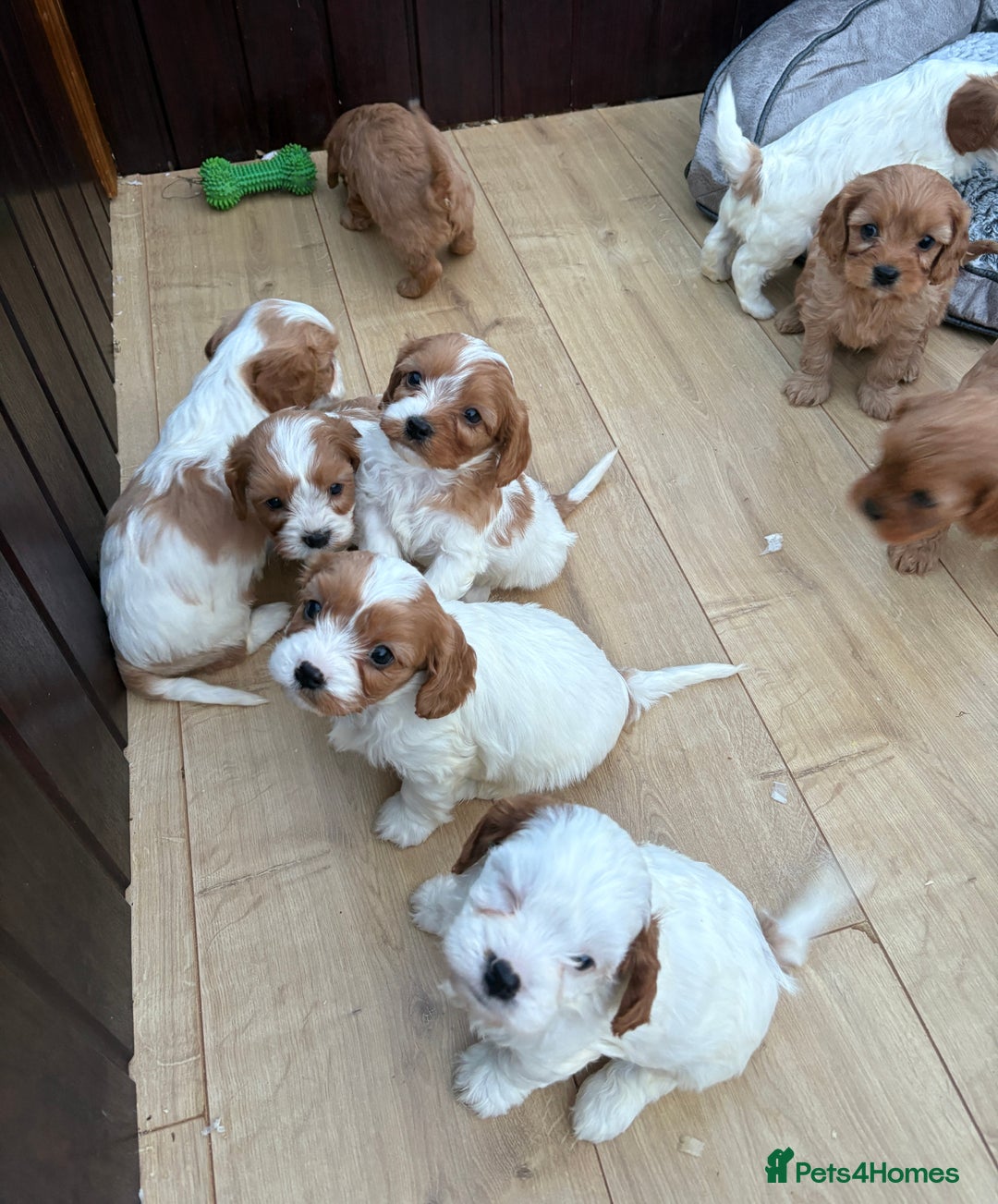 Cavapoochon dogs for sale: Stunning Litter of DNA tested Cavapoochon pups - Advert 5