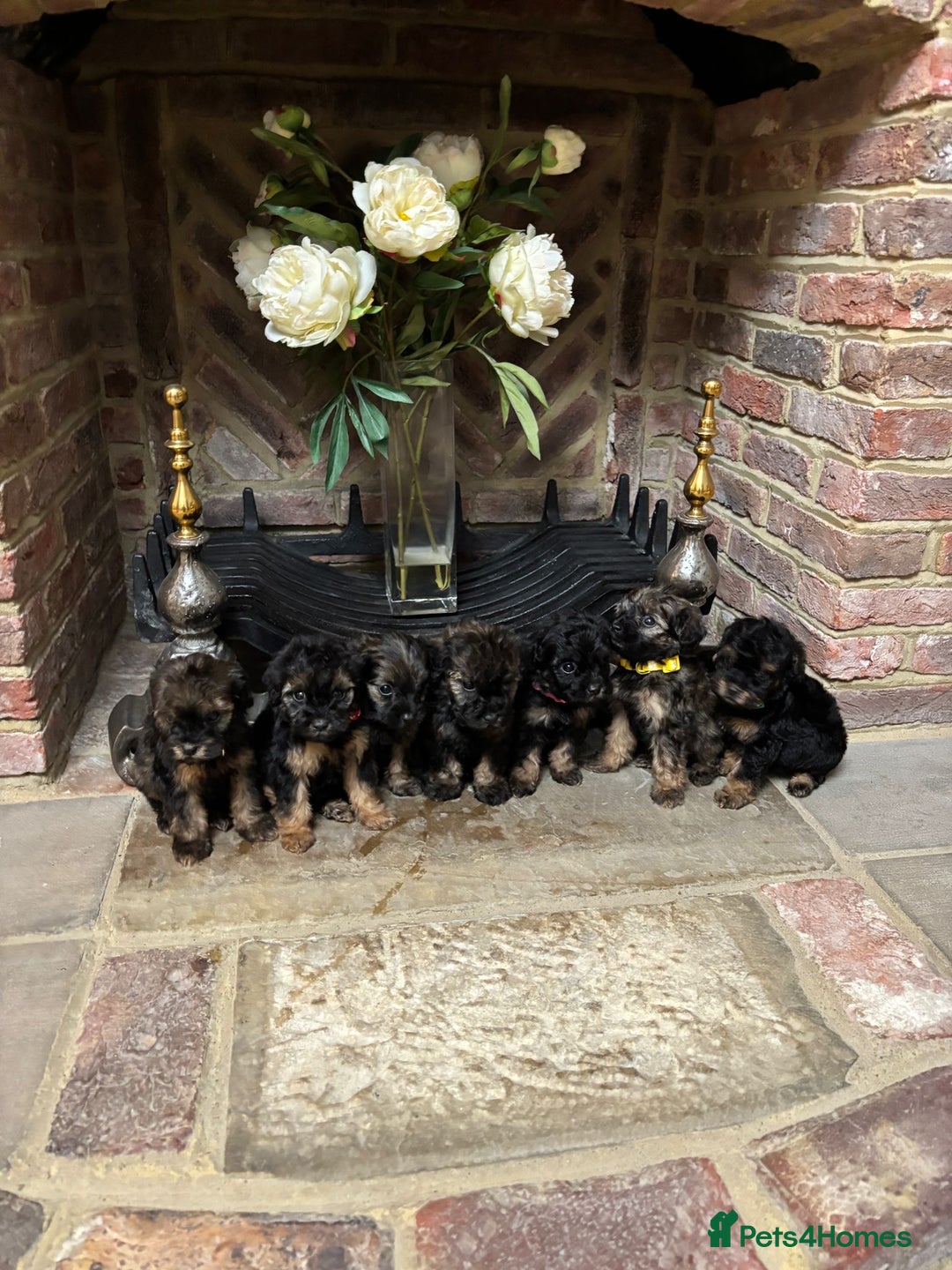 Cavapoo dogs for sale: F1A Cavapoos - Advert 30
