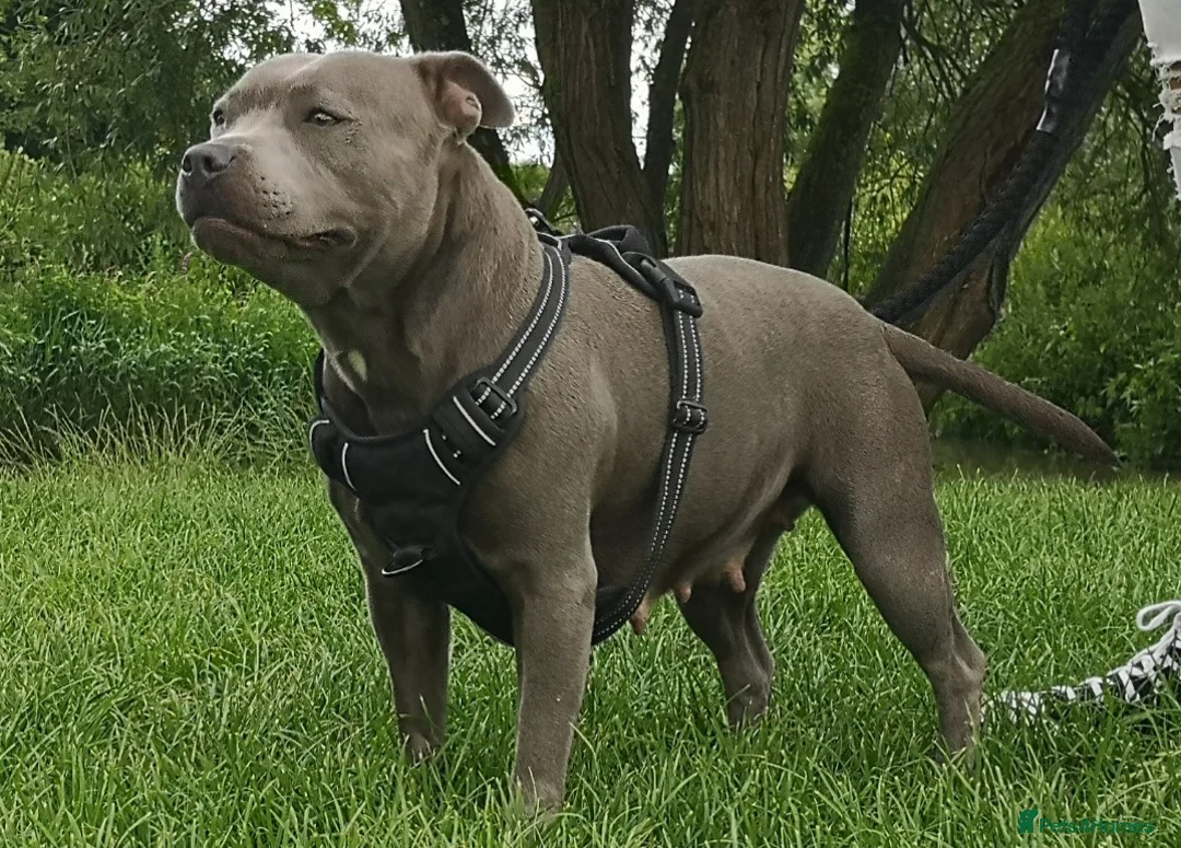 Staffordshire Bull Terrier dogs for sale: Blue KC registered Staffordhire bull terrier in Halstead - Advert 2