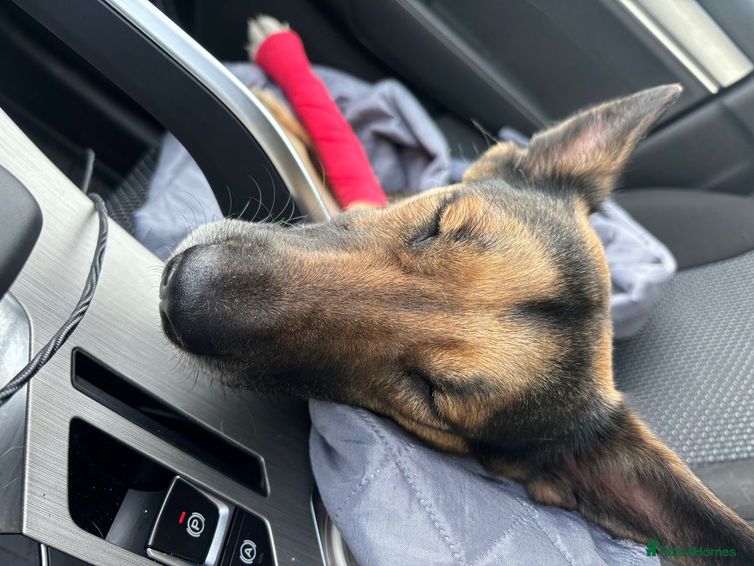 German Shepherd dogs for adoption: LEAH – Female German Shepherd - Advert 3