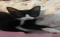 Mixed Breed cats for sale: Female kitten  - Image 5