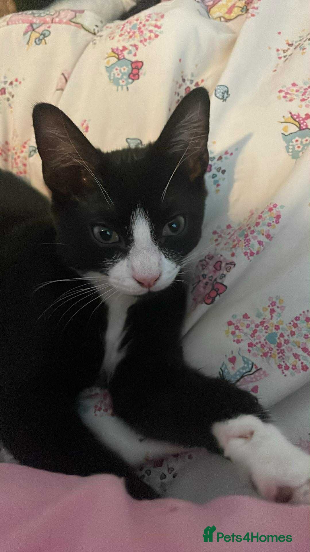 Mixed Breed cats for sale: Female kitten  - Image 5