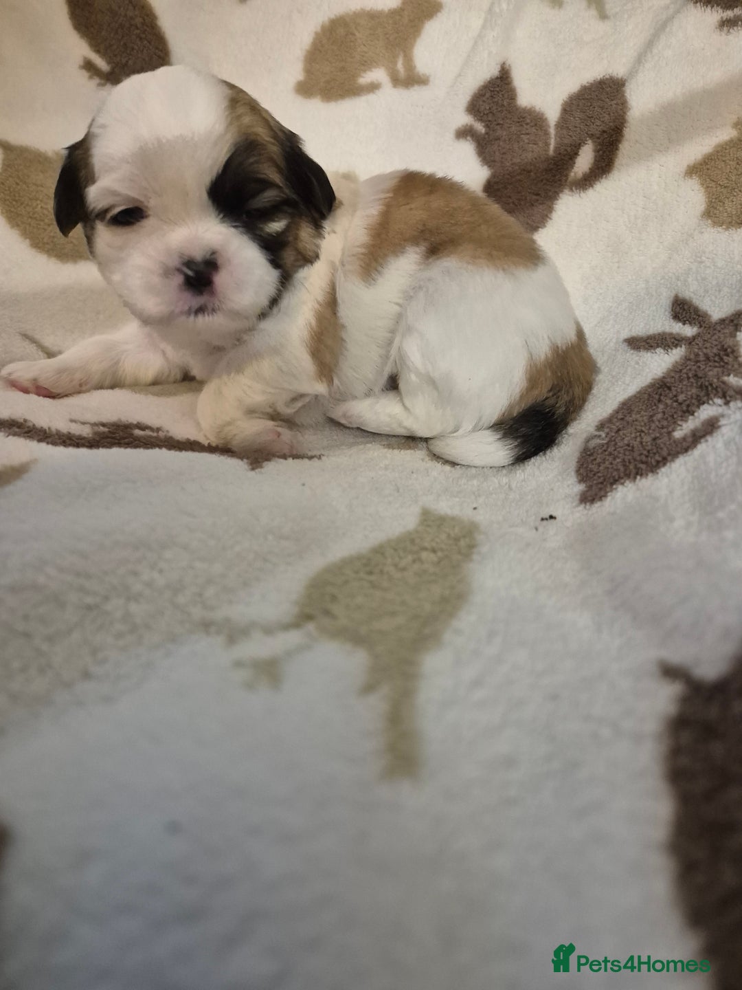 Shih Tzu dogs for sale: Beautiful Shih-tzu's - Image 15