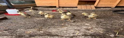 Ducks poultry for sale: Indian runner ducks for sale  in Liss - Advert 6