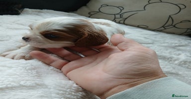 Cavalier King Charles Spaniel dogs - Advert 3
