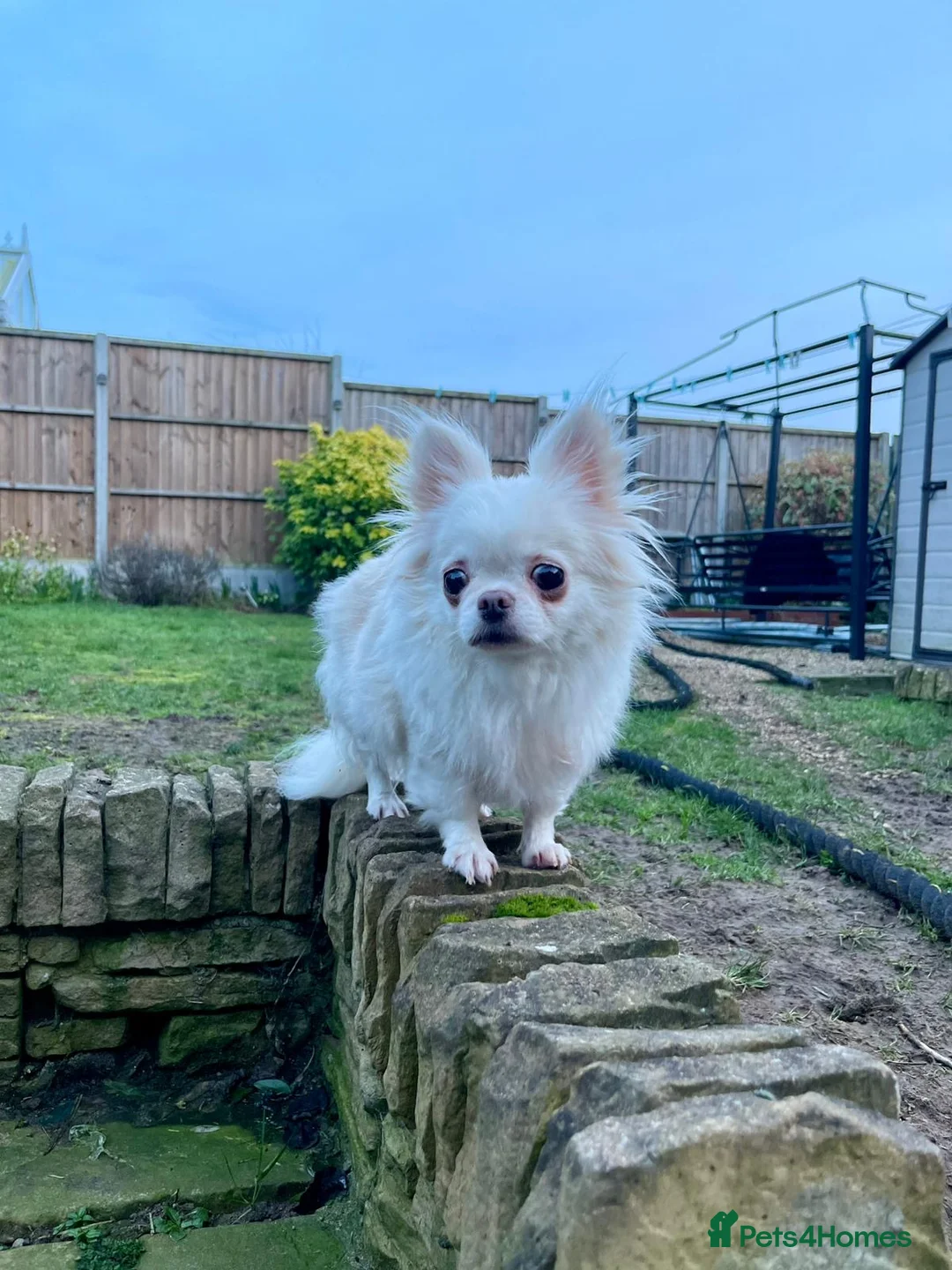 Chihuahua dogs for sale: 6 year old adorable Chihuahua girl  - Advert 11
