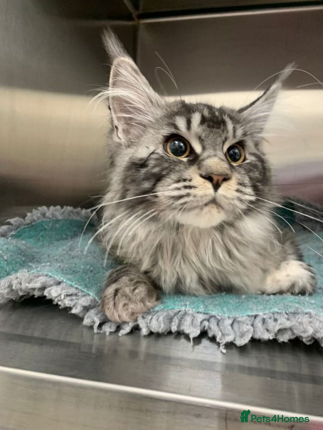 Maine Coon cats for sale: Maincoon female - Advert 2