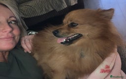 Pomeranian dogs for sale: Gorgeous boy pom - Image 7
