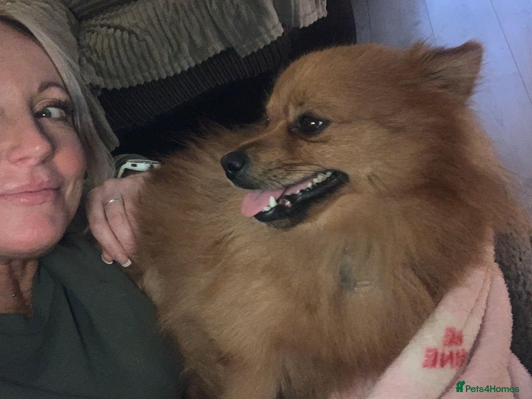 Pomeranian dogs for sale: Gorgeous boy pom - Image 7
