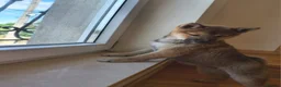 Japanese Shiba Inu dogs for sale: Pure Breed Japanese Shiba Inu Puppies  in Goole - Advert 24