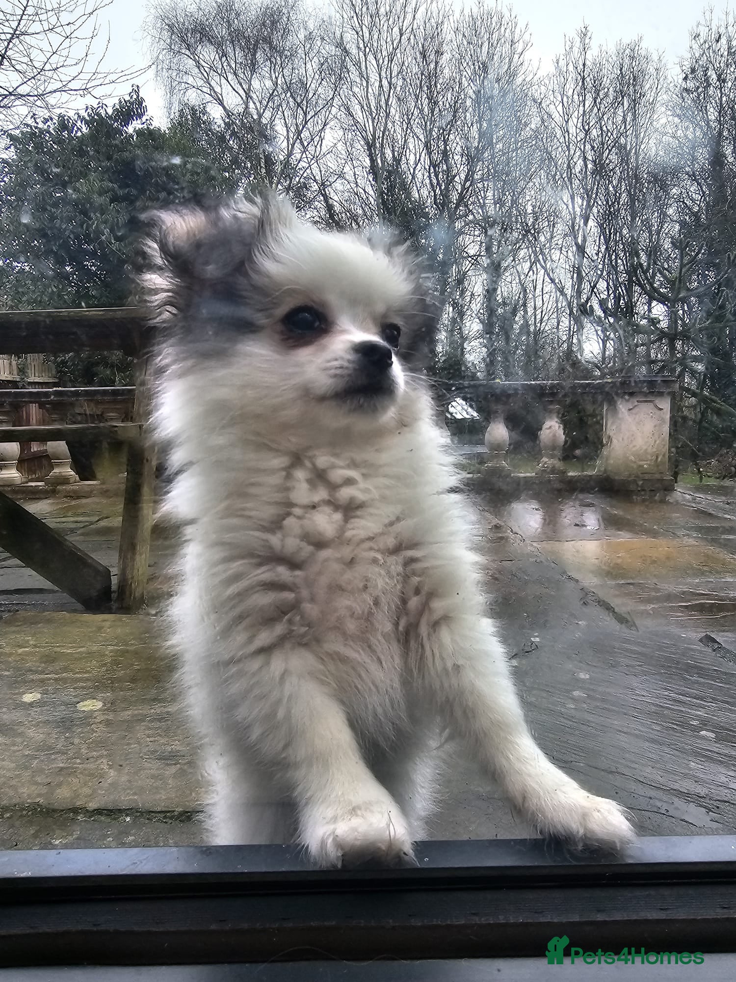 Mixed Breed dogs Shiranian-shihtzu cross pomeranian  - Advert 14