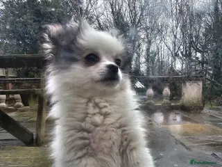 Mixed Breed dogs Shiranian-shihtzu cross pomeranian - Advert 14