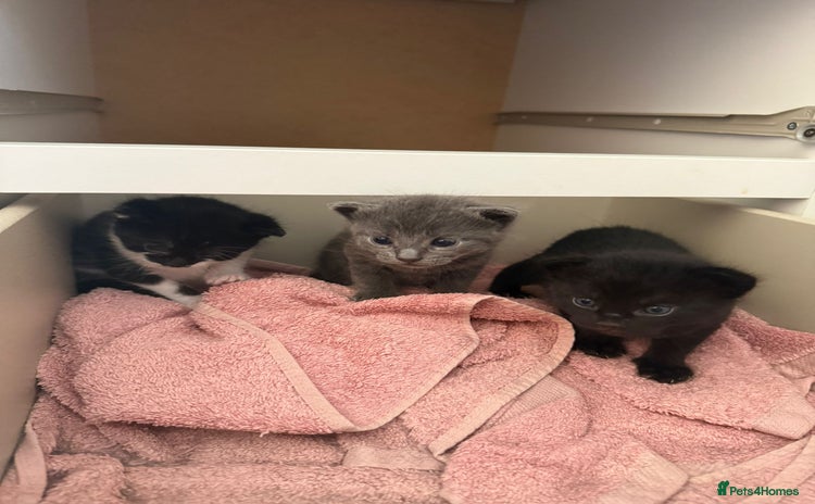 Mixed Breed cats - Advert 12