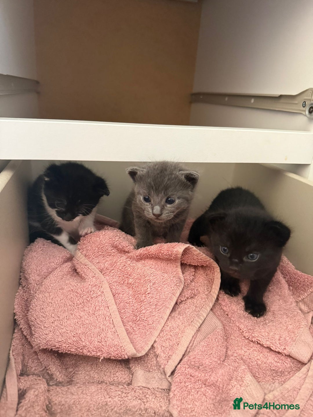 Mixed Breed cats for sale: X3 kittens for sale  - Image 1