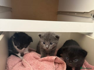 Mixed Breed cats - Advert 23