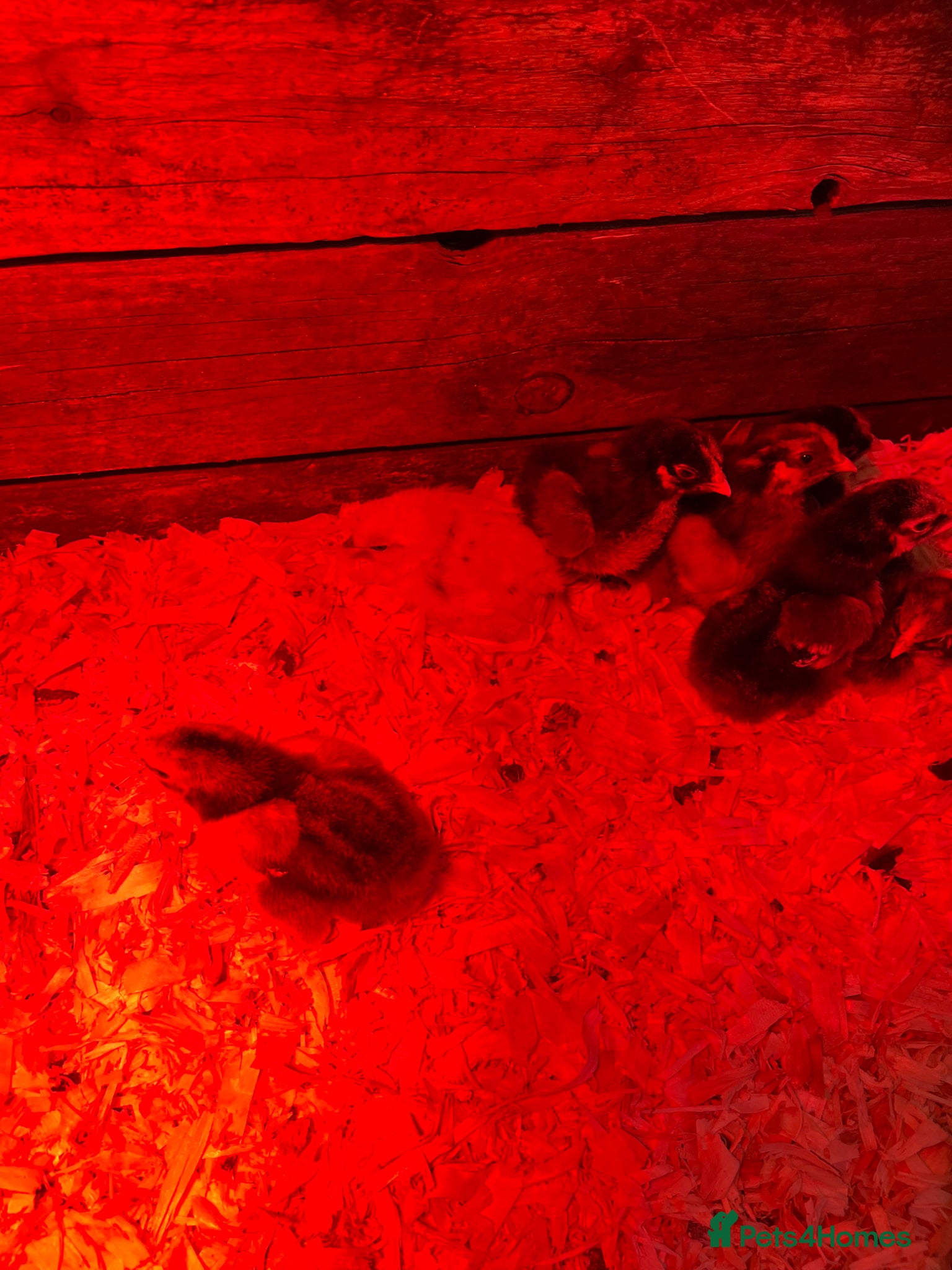 Chickens poultry Day old silky / wine dots  - Advert 18