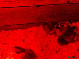 Chickens poultry Day old silky / wine dots - Advert 18