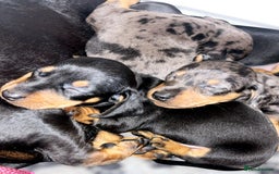 Miniature Dachshund dogs for sale: Stunning Miniature Dachshund Puppies - Image 5