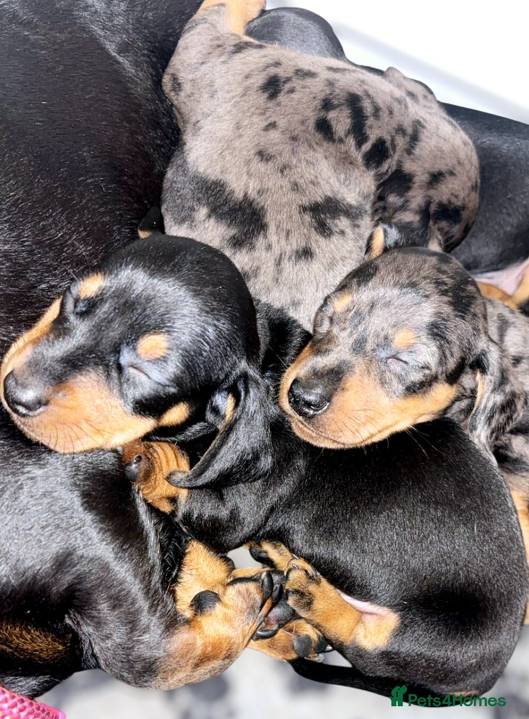 Miniature Dachshund dogs for sale: Stunning Miniature Dachshund Puppies - Image 5
