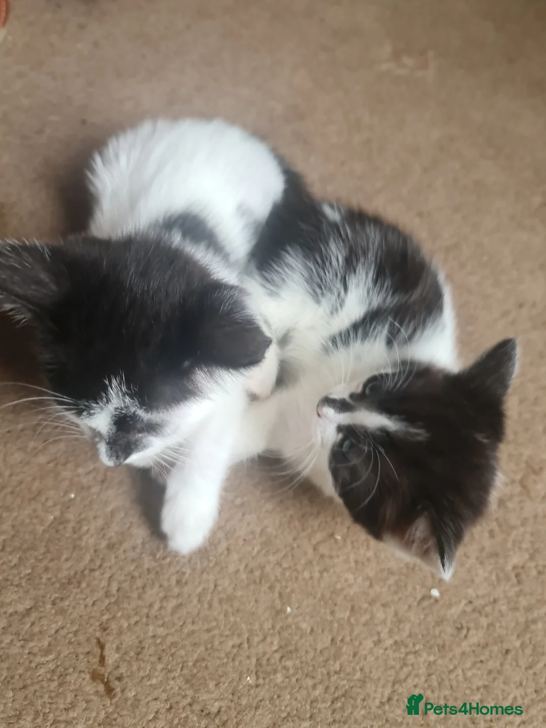 Mixed Breed cats for sale: 6 Fluffy Kitties - Advert 18