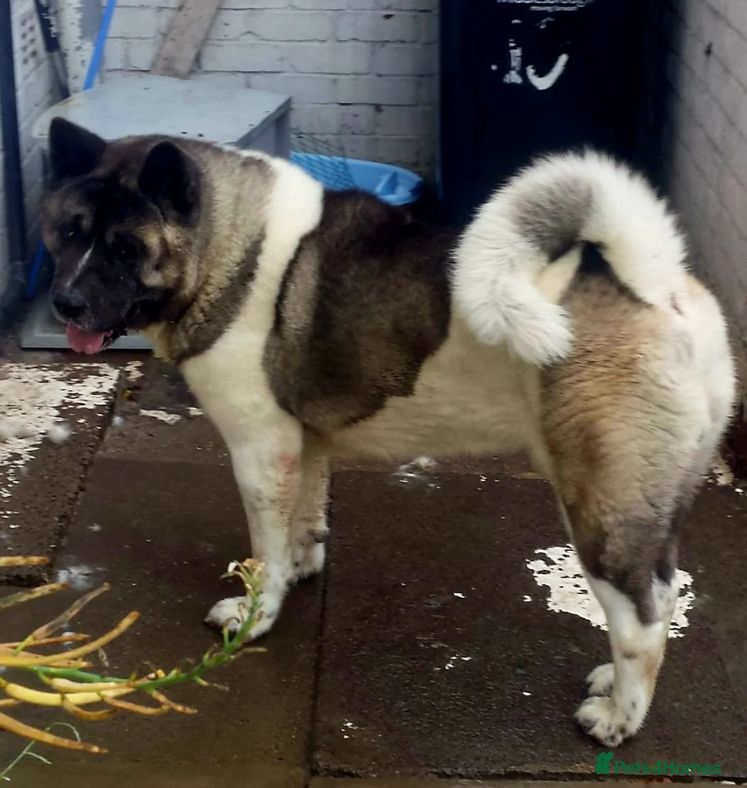 Akita dogs for sale: Akita pups - Advert 8