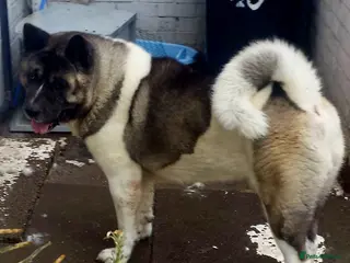 Akita dogs Akita pups - Advert 10