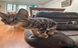 Mixed Breed cats for sale: Tuxedo/tabby mix bread cat - Image 9